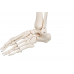 model szkieletu człowieka standard - 3b smart anatomy kat.1020171 a10 3b scientific modele anatomiczne 9